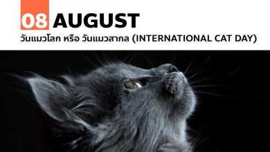 8 สิงหาคม วันแมวโลก หรือ วันแมวสากล (International Cat Day)