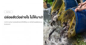 ปล่อยปลา ปล่อยสัตว์อย่างไร ไม่ให้บาป!