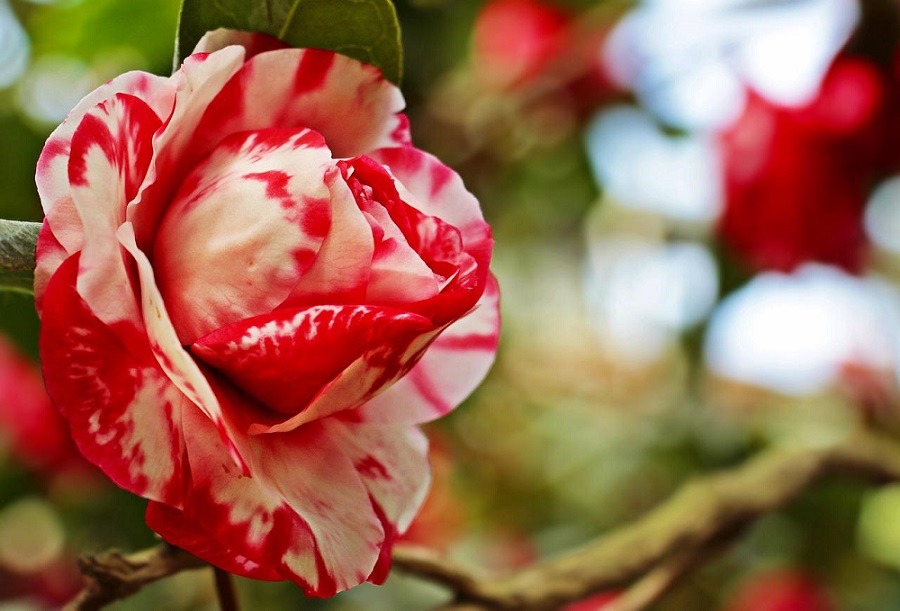 ดอกไม้ความหมายดี ๆ ดอกคามิเลีย (Camellia)