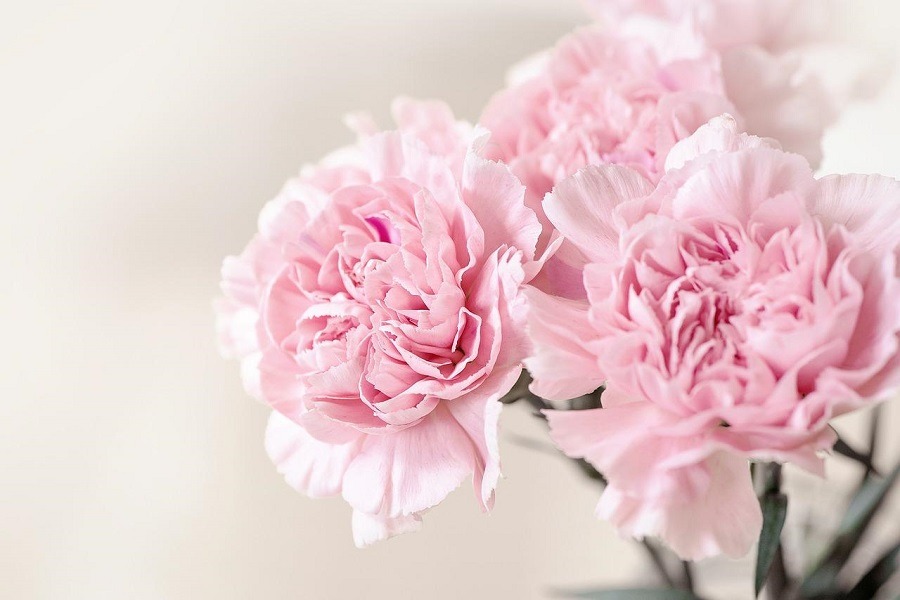 ดอกไม้ความหมายดี ๆ ดอกคาร์เนชั่น (Carnation)