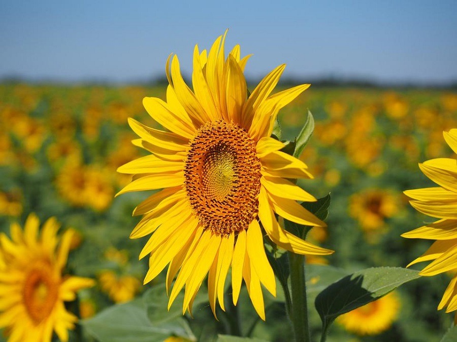 ดอกไม้ความหมายดี ๆ ดอกทานตะวัน (Sunflower)