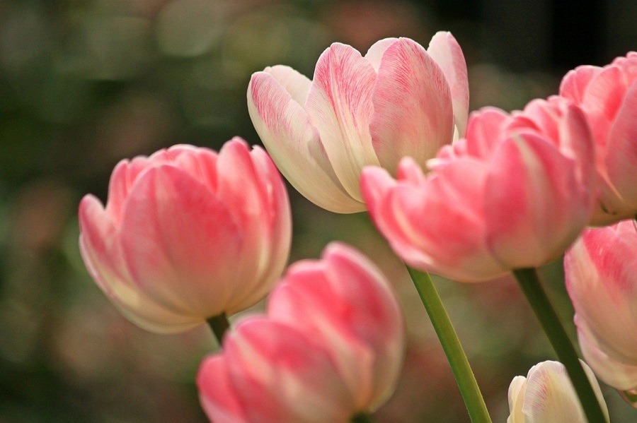 ดอกไม้ความหมายดี ๆ ดอกทิวลิป (Tulip)
