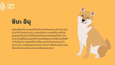 รู้จักเสน่ห์ที่ยากจะต้านทานของหมาชิบะ อินุ (Shiba Inu)