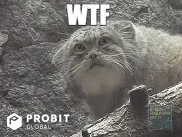 มีมแมว (Cat Meme) แมว Pallas ที่มีขนฟูทำหน้าตกใจพร้อมข้อความ "WTF"
