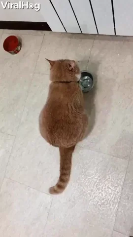 มีมแมว (Cat Meme) แมวสีส้มอ้วนตัวหนึ่งนั่งข้างชามอาหารที่ว่างเปล่า หันหลังให้กล้อง หางของมันวางอยู่บนพื้นข้างลำตัว
