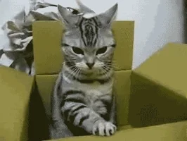 มีมแมว (Cat Meme) แมวลายสีเทาอยู่ในกล่องกระดาษ มีท่าทางหงุดหงิดและทำท่าเหมือนกำลังจะกดกล่อง