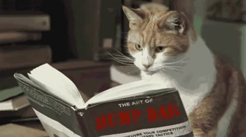 มีมแมว (Cat Meme) แมวสีส้มขาวกำลังตั้งใจอ่านหนังสือ