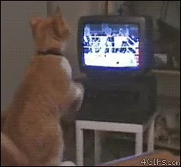 มีมแมว (Cat Meme) แมวสีส้มนั่งจ้องทีวีอย่างตั้งใจ โดยมีขาหน้ายกขึ้นกำลังจะชก