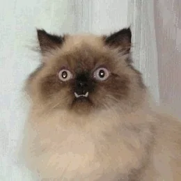 มีมแมว (Cat Meme) แมวเปอร์เซียทำหน้าตกใจ ตาโตเบิกกว้าง เผยให้เห็นฟันเล็ก ๆ