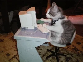 มีมแมว (Cat Meme) แมวสีขาวแต้มเทานั่งบนเก้าอี้และวางเท้าบนแป้นพิมพ์คอมพิวเตอร์ แมวกำลังมองที่หน้าจอคอมพิวเตอร์