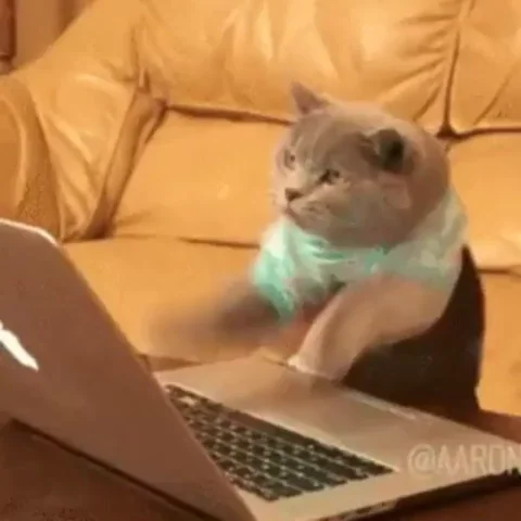 มีมแมว (Cat Meme) แมวสีเทากำลังพิมพ์อย่างตั้งใจบนแล็ปท็อป