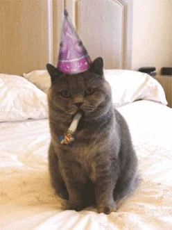มีมแมว (Cat Meme) แมวสีเทาใส่หมวกปาร์ตี้ทำหน้าบึ้งพร้อมคาบปาร์ตี้แครกเกอร์อยู่ในปาก