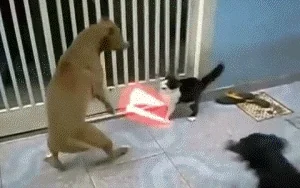 มีมแมว (Cat Meme) แมวตัวหนึ่งกำลังต่อสู้กับสุนัขด้วยการใช้แสงเลเซอร์