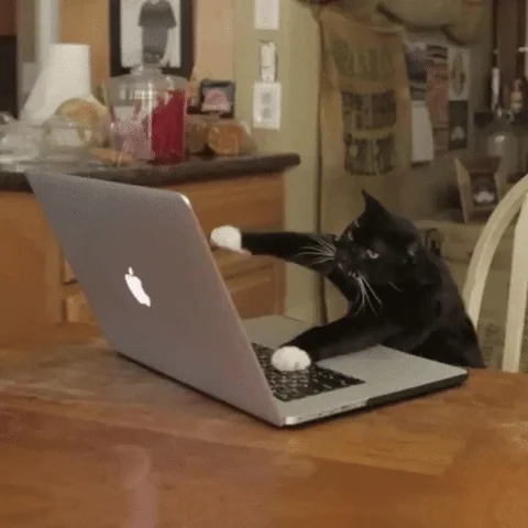มีมแมว (Cat Meme) แมวดำกำลังพิมพ์งานบนแล็ปท็อปอย่างตั้งอกตั้งใจ