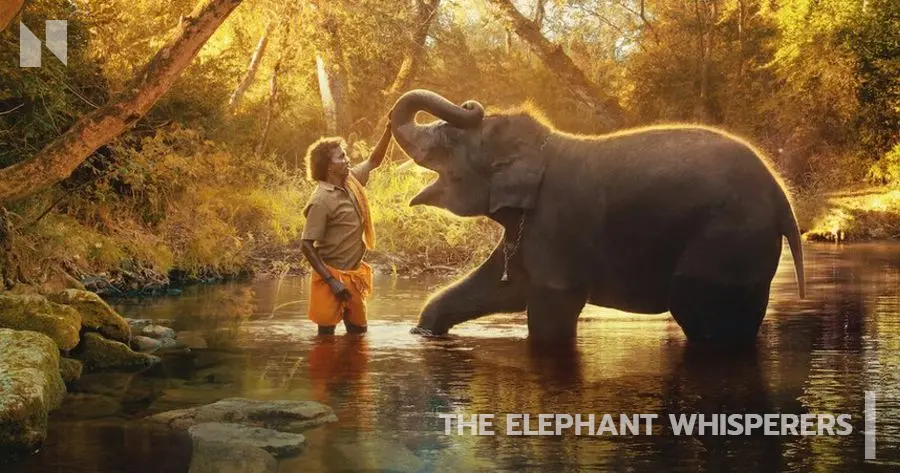 คนกล่อมช้าง | The Elephant Whisperers