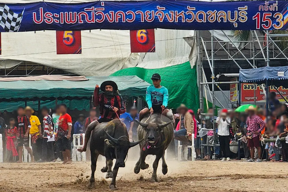 ประวัติของประเพณีวิ่งควาย