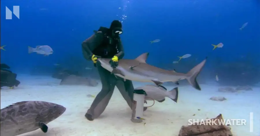 Sharkwater (2006)