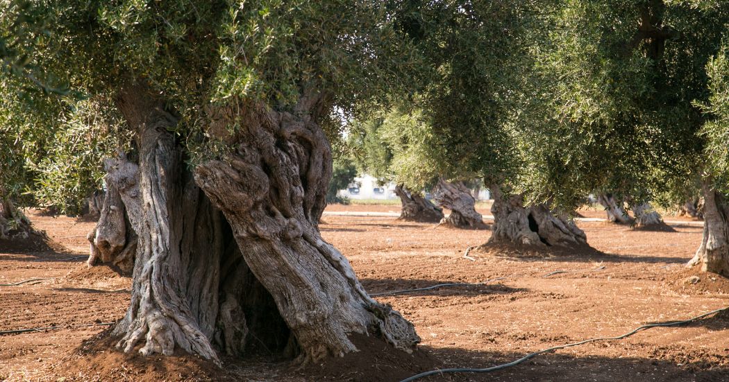 ต้นมะกอกหรือต้นโอลีฟ (Olive Tree)